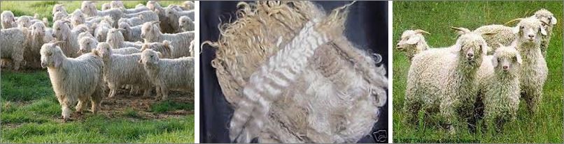 Blog 16 Angora 2 0