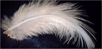 Blog 24 Feathers 0