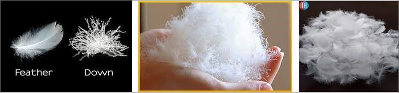 Blog 17 Feathers 6