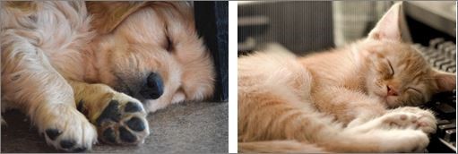 Blog 21 Sleeping animals